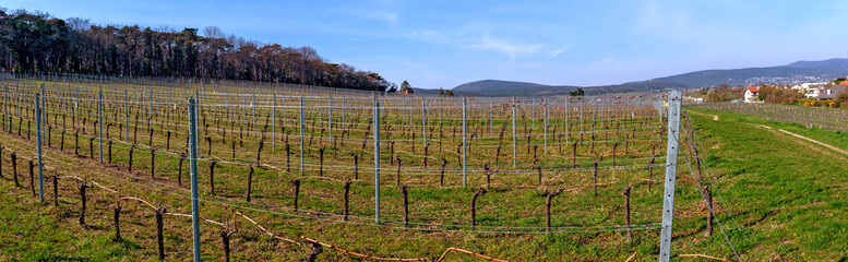  panoramic view of a vine yard before bud burst in spring between Bath Voeslau and the wine-growing village of Sooss, Austria