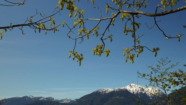 Scenic View of Snow-Capped Mountains and Lake Through Trees