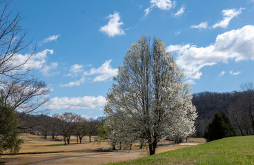 Beautiful flowering pear tree on a beautiful mostly sunny spring day with blue sky and wispy white clouds.