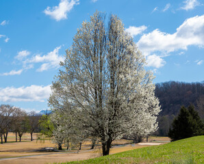 Beautiful flowering pear tree on a beautiful mostly sunny spring day with blue sky and wispy white clouds.