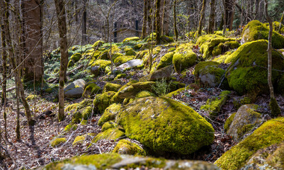 Many large moss covered boulders in a mountain forest on a sunny spring day.