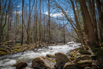 Water flows quickly in a beautiful mountain stream in a mountain forest on a sunny spring day, with boulders and trees on bank of the fast flowing water of the river.