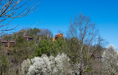 Several houses on the side of a hill with forest trees and flowering trees, on a beautiful spring day with a clear blue sky.