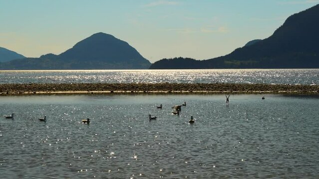 Serene Waterfront with Mountains and Wildlife
