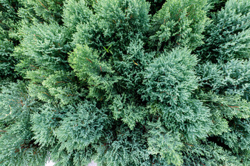 Arizona Cypress Thuja Ornamental Plant Background. Beautiful plant field wallpapers in autumn