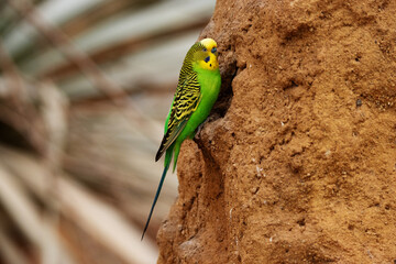 Budgerigar (Melopsittacus undulatus) typical yellow and green isolated on a natural desert...