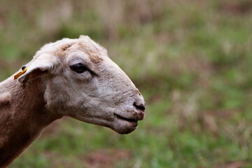 close up detail of a single typical sheep in Menorca grazing on green grass