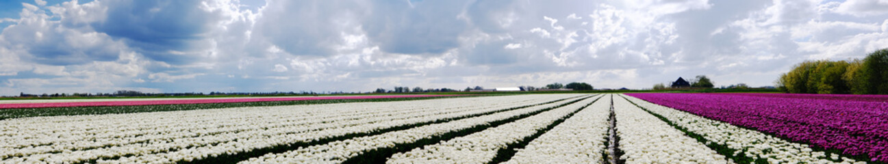 Landscape of Netherlands white tulips with clouds in Netherlands. Banner.