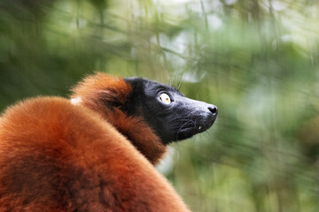 Fototapeta premium close up of a Red ruffed lemur (Varecia rubra) with a natural green background
