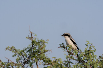 A great gray shrike perched on top of a thorny bush inside Jorbeer conservation area during a birding trip 
