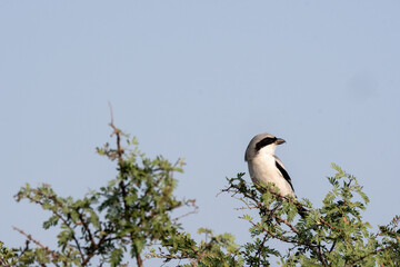 A great gray shrike perched on top of a thorny bush inside Jorbeer conservation area during a birding trip 