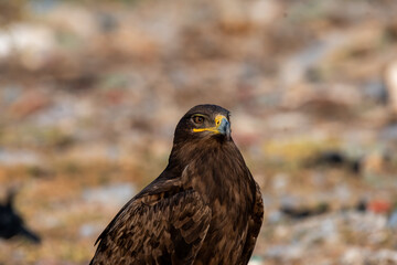 A closeup of Tawny Eagle near the carcass dump yard inside Jorbeer conservation reserve on the outskirts of Bikaner, Rajasthan during a wildlife safari