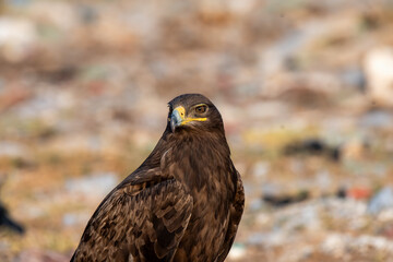A closeup of Tawny Eagle near the carcass dump yard inside Jorbeer conservation reserve on the outskirts of Bikaner, Rajasthan during a wildlife safari