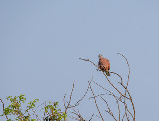 A red-collared dove perched on a high branches inside Tal Chappar Blackbuck Sanctuary in Rajasthan during a wildlife safari