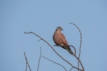 A red-collared dove perched on a high branches inside Tal Chappar Blackbuck Sanctuary in Rajasthan during a wildlife safari
