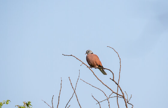 A red-collared dove perched on a high branches inside Tal Chappar Blackbuck Sanctuary in Rajasthan during a wildlife safari