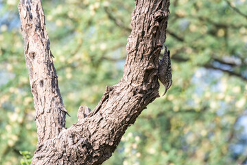 An Indian Spotted Creeper perched on top of a tree top, these birds are endemic to this region inside Tal chappar Black buck sanctuary during a wildlife sanctuary