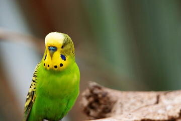 close up of a single yellow and green Budgerigar (Melopsittacus undulatus) isolated on a natural...