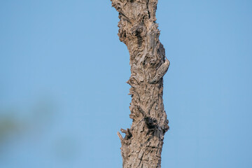 Fototapeta premium An Indian Spotted Creeper perched on top of a tree top, these birds are endemic to this region inside Tal chappar Black buck sanctuary during a wildlife sanctuary