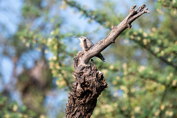An Indian Spotted Creeper perched on top of a tree top, these birds are endemic to this region inside Tal chappar Black buck sanctuary during a wildlife sanctuary