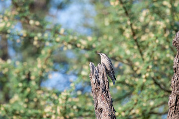 An Indian Spotted Creeper perched on top of a tree top, these birds are endemic to this region inside Tal chappar Black buck sanctuary during a wildlife sanctuary