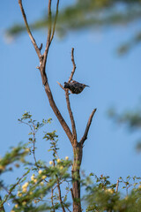 An Indian Spotted Creeper perched on top of a tree top, these birds are endemic to this region inside Tal chappar Black buck sanctuary during a wildlife sanctuary