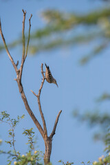 An Indian Spotted Creeper perched on top of a tree top, these birds are endemic to this region inside Tal chappar Black buck sanctuary during a wildlife sanctuary