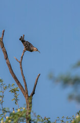 An Indian Spotted Creeper perched on top of a tree top, these birds are endemic to this region inside Tal chappar Black buck sanctuary during a wildlife sanctuary