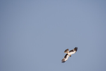 A booted eagle flying and diving down to catch a prey inside Tal Chappar Black buck sanctuary in Rajasthan during a wildlife safari