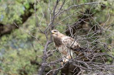 A booted eagle flying off from a perch inside Tal chappar Blackbuck sanctuary during a wildlife safari