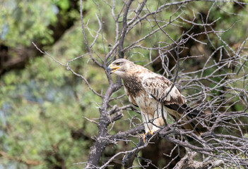 A booted eagle flying off from a perch inside Tal chappar Blackbuck sanctuary during a wildlife safari