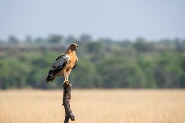 A tawny eagle perched on top of a tree stomp in the middle of the grassland inside Tal chappar...