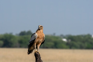 A tawny eagle perched on top of a tree stomp in the middle of the grassland inside Tal chappar Blackbuck Sanctuary during a wildlife safari