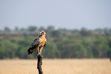 A tawny eagle perched on top of a tree stomp in the middle of the grassland inside Tal chappar...