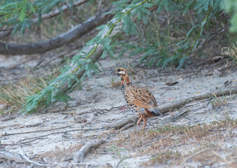 A black francolin walking among the tall grass in the grasslands of Tal chappar black buck sanctuary during a wildlife safari