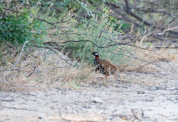 A black francolin walking among the tall grass in the grasslands of Tal chappar black buck sanctuary during a wildlife safari