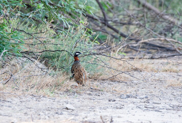 A black francolin walking among the tall grass in the grasslands of Tal chappar black buck...