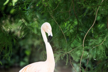 close up of the head and neck of a Chilean Flamingo (Phoenicopterus chilensis)  isolated on a natural green background