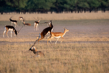 Blackbucks mating in the grasslands of tal chappar blackbuck sanctuary during a wildlife safari