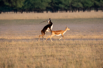 Blackbucks mating in the grasslands of tal chappar blackbuck sanctuary during a wildlife safari