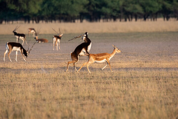 Blackbucks mating in the grasslands of tal chappar blackbuck sanctuary during a wildlife safari