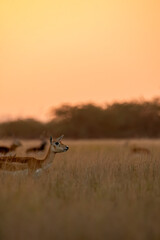 Blackbucks grazing in the grasslands of Tal chappar black buck sanctuary during a beautiful sunset