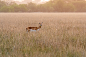 Blackbucks grazing in the grasslands of Tal chappar black buck sanctuary during a beautiful sunset