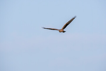 A Eurasian marsh harrier flying high in the grasslands inside Tal Chappar Blackbuck sanctuary...