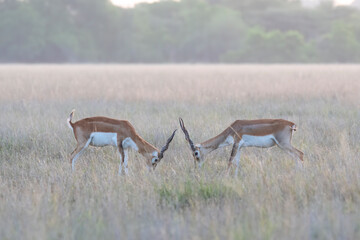 Two sub-adult blackbucks fighting for supremacy in the grasslands of Talchappar Blackbuck...