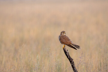 A common Kestrel sitting on top of a tree with the background of grassland inside Tal Chappar, Rajasthan during a wildlife drive inside the sanctuary