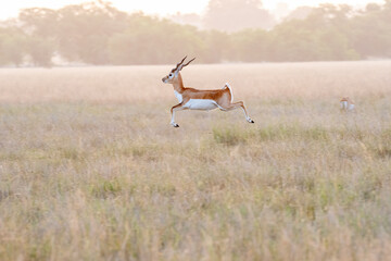 A Blackbuck running with a jumping motion in the grasslands inside Blackbuck Sanctury in Tal...