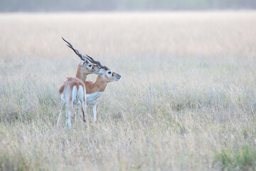 Two sub-adult blackbucks fighting for supremacy in the grasslands of Talchappar Blackbuck...