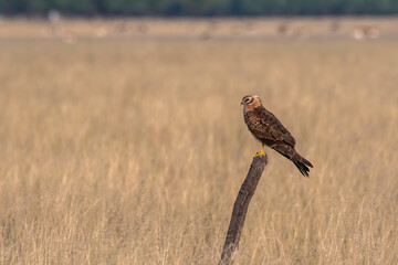 A Eurasian marsh harrier perched on top of a tree inside Tal Chappar Blackbuck sanctuary during a wildlife safari