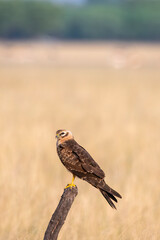 A Eurasian marsh harrier perched on top of a tree inside Tal Chappar Blackbuck sanctuary during a wildlife safari